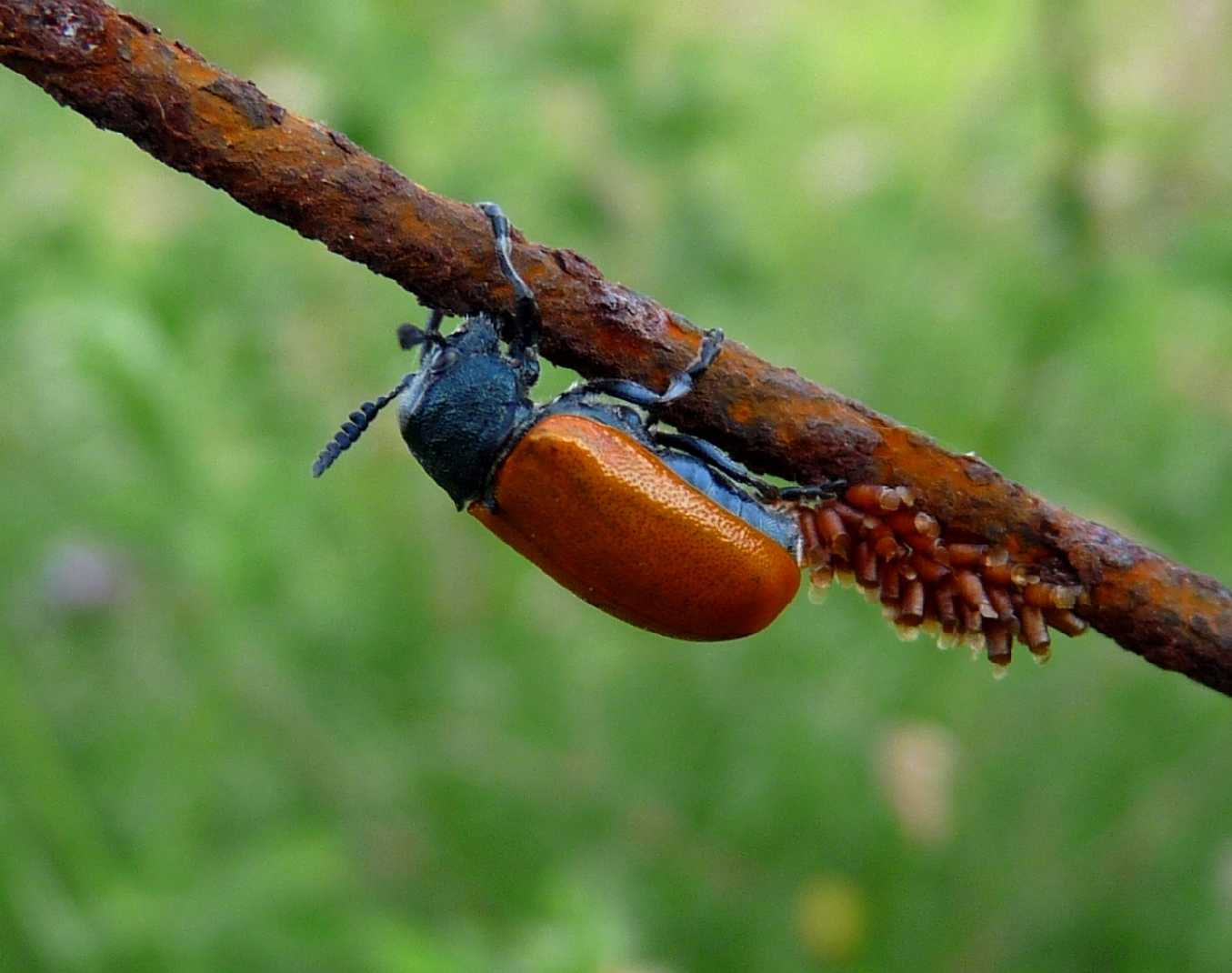 identificazione